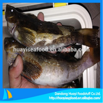 frozen high quality good and cheap fat greenling